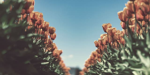 Spring Audio Download Spring | Audio Network UK